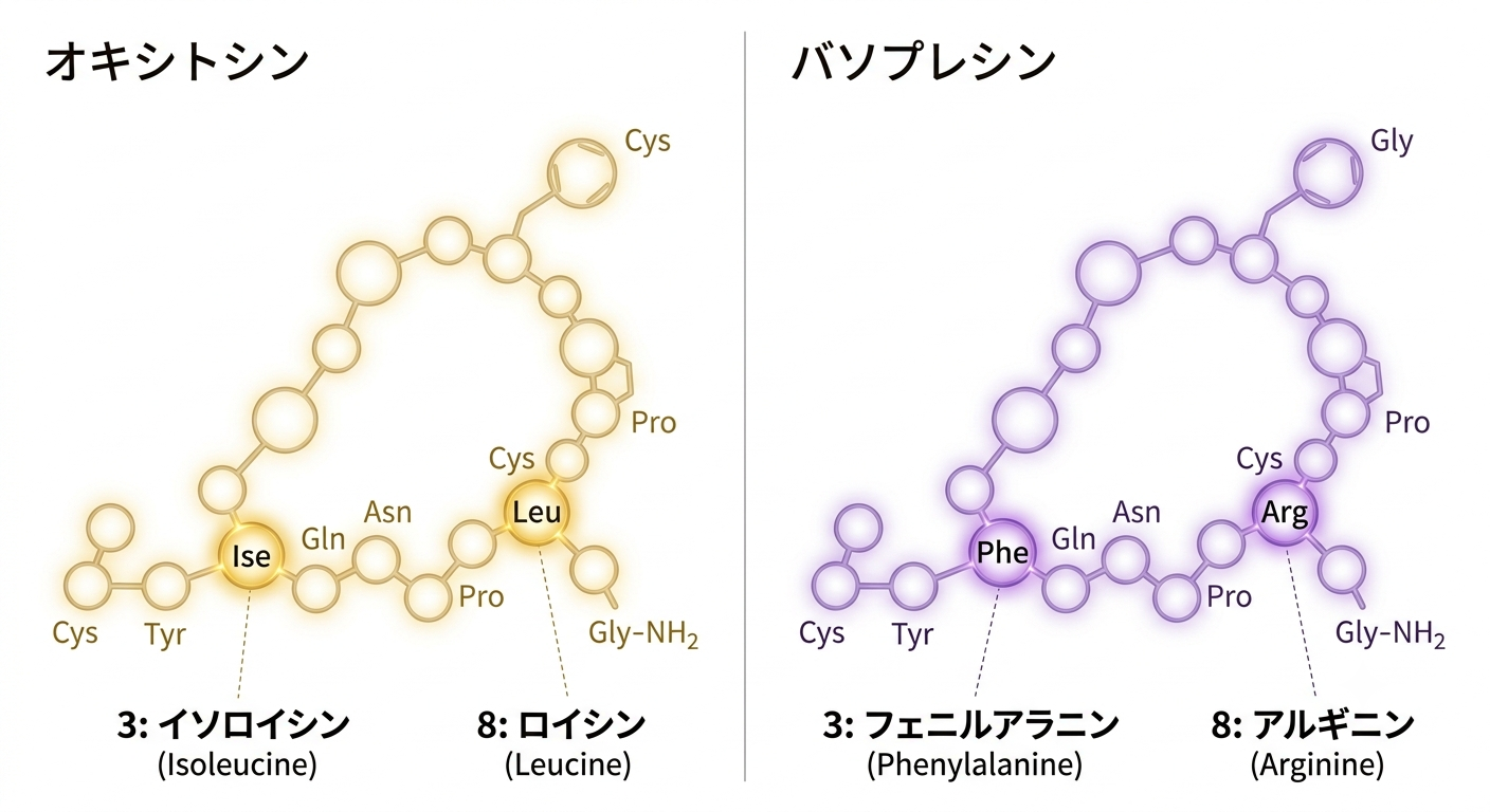 オキシトシンとバソプレシンという2つのホルモン経路の対比を示すイメージ図