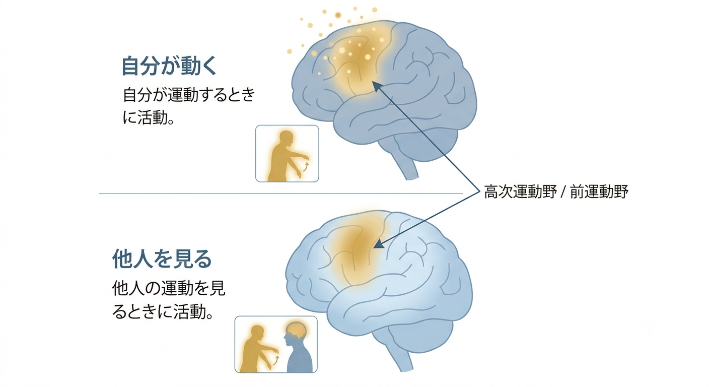 自分が行動するときと他人の行動を観察するときに、脳の同じ領域が反応する様子を示す図解