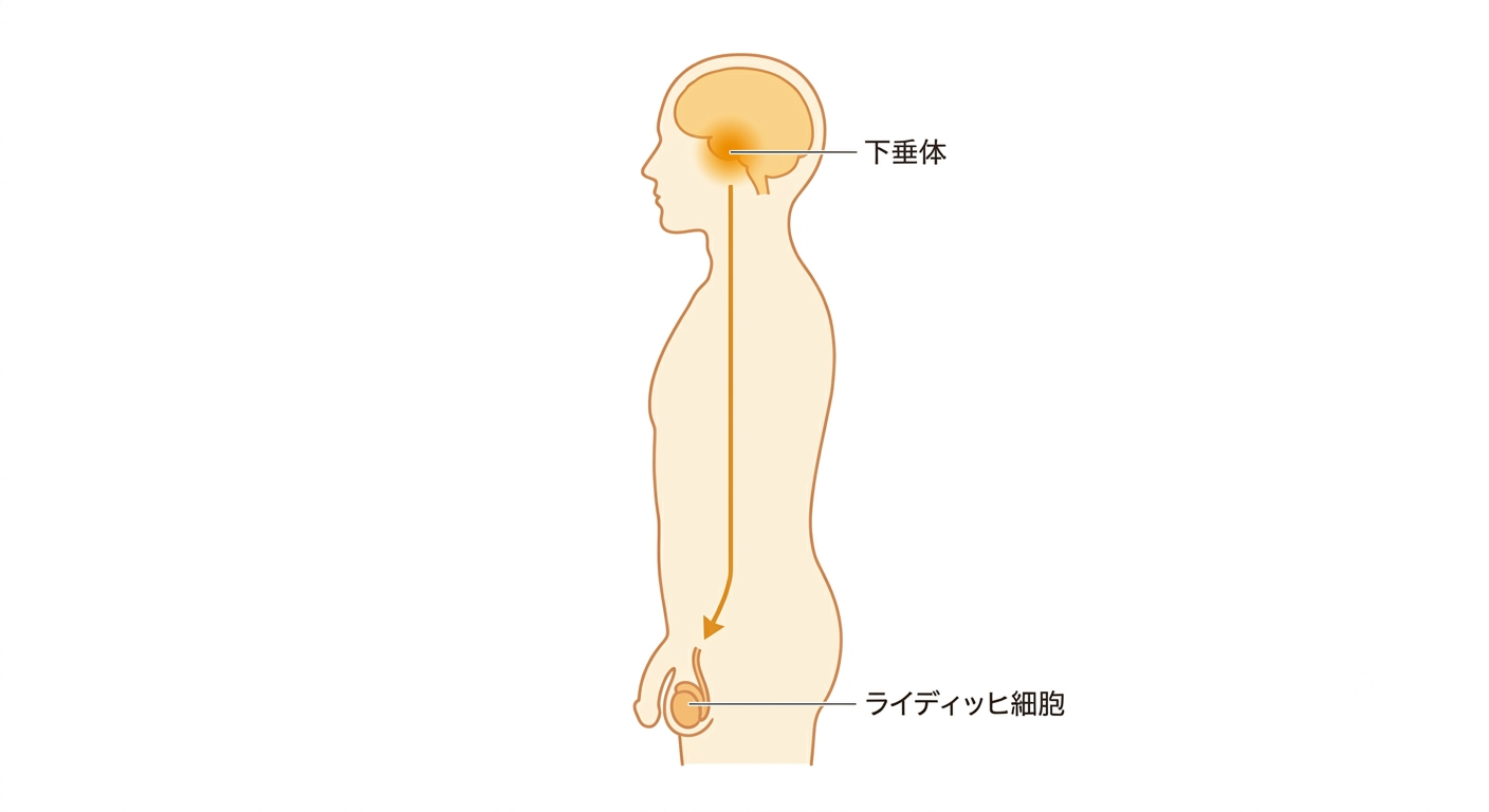 脳の下垂体からライディッヒ細胞へ指令が伝わり、テストステロンが作られる経路を示すイメージ図